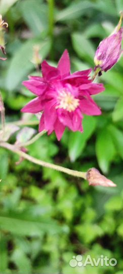 Примула ушковая, хосты