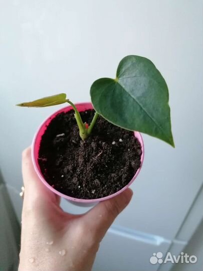 Антуриум коралл крупноцветковый