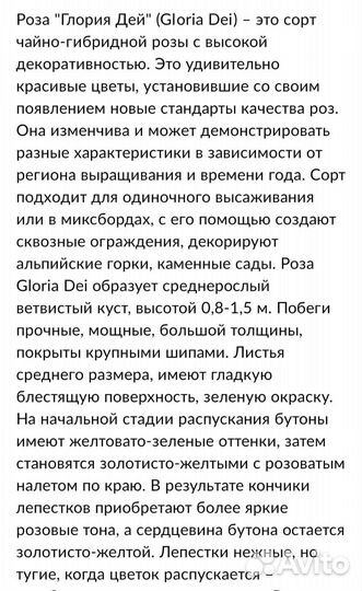 Саженцы розы Глория Дэй