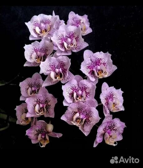 Орхидея бабочка Sogo Diamond