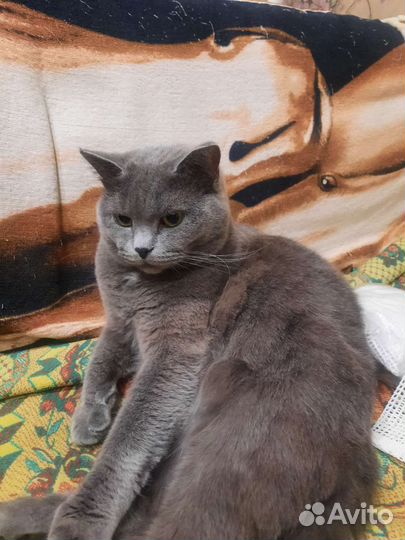 Подкрадульная кошка