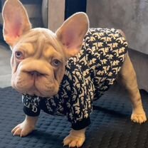 Бигроп вельвет собака. Бигроп вельвет собака. Бигроп вельвет собака. Бигроп вельвет собака. Французский бульдог серый.