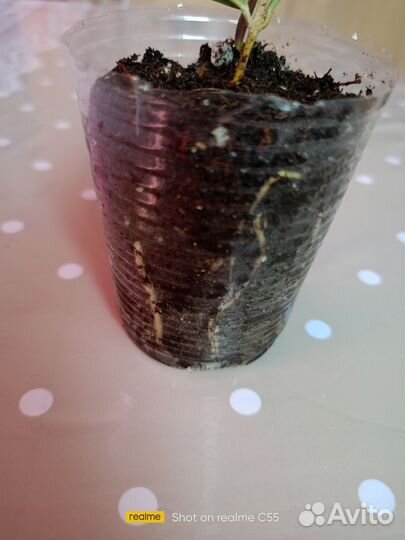 Черенок оливы