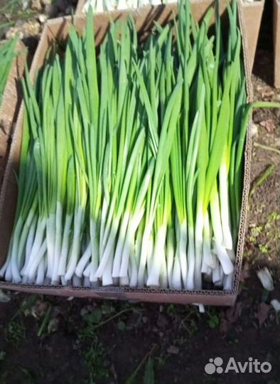 Лук зеленый свежей срезки LUK-5513