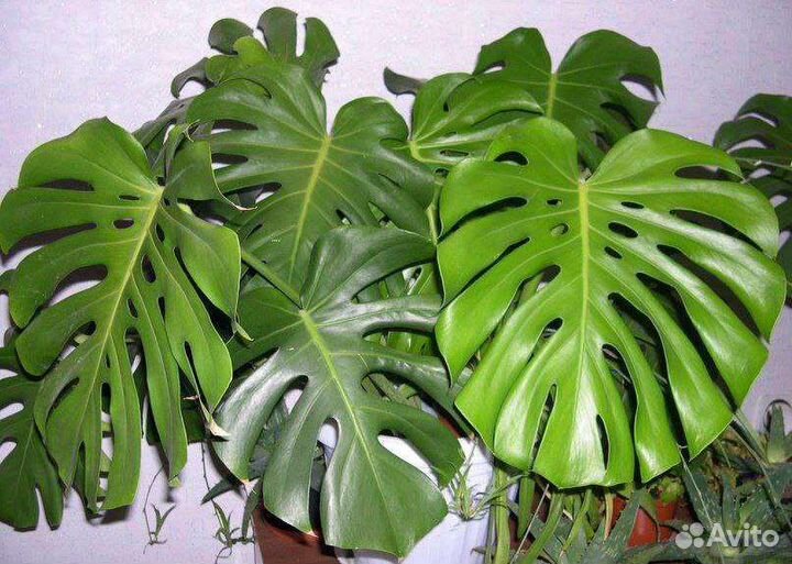 Монстера и мята