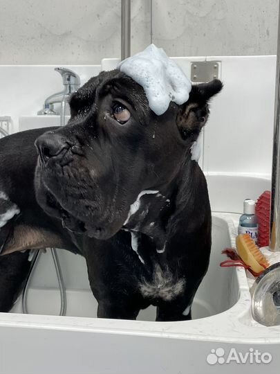 Груминг зона аренда