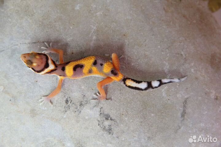 Эублефарчики