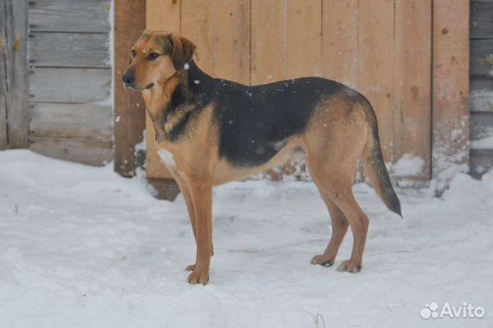 Зак,метис гончей в дар