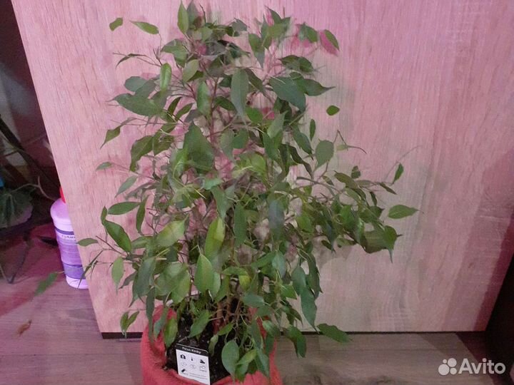 Фикусы Бенджамина Кинки, Кактус