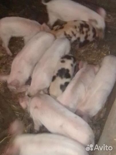 Поросята