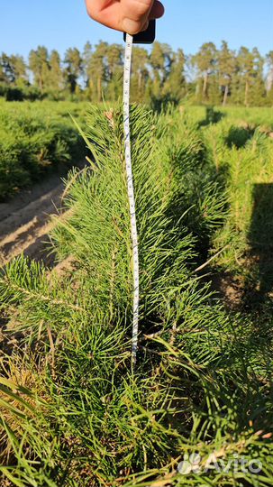 Саженцы сосны окс