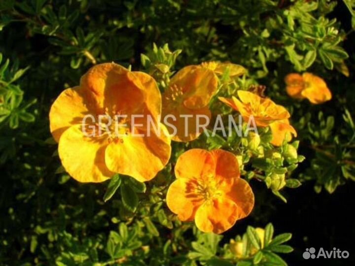 Лапчатка кустарниковая Tangerine