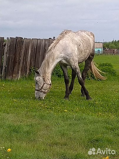 Орловская кобыла