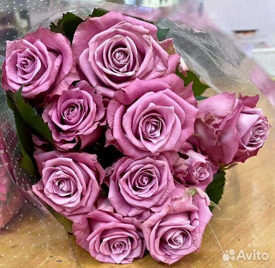 Роза уральская, Эксплорер, хризантема кустовая