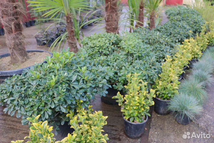 Смолосемянник карликовый нана (крупный куст)