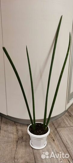 Сансевиерия цилиндрика