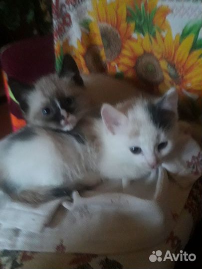 Котик в добрые руки