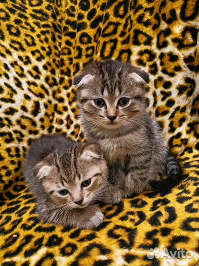 Шотландские котята
