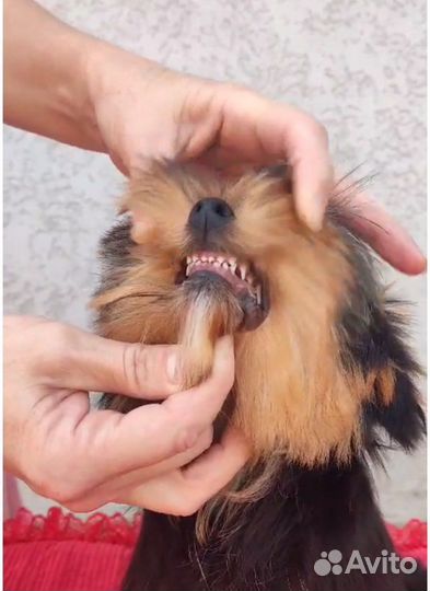 Йоркширский терьер девочка