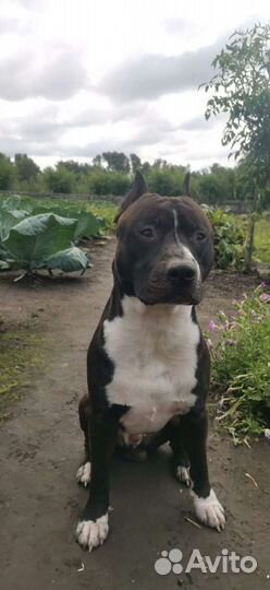 Амстафф вязка