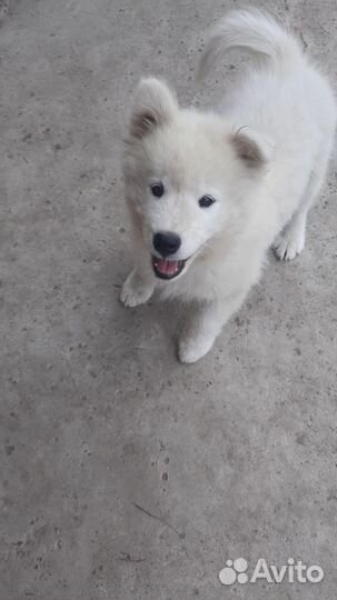 Самоед щенки