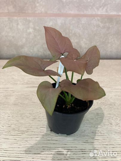 Комнатные растения