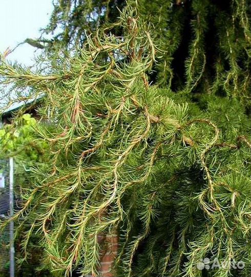 Хвойные растения (лиственницы, тсуги)