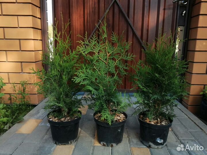 Туя Брабант