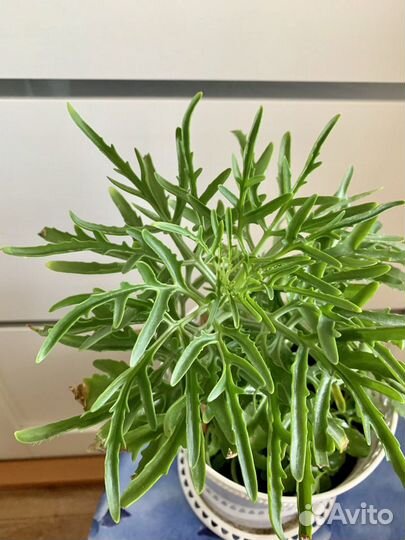 Комнатный цветок