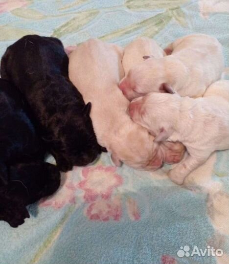 Щенки лабрадора
