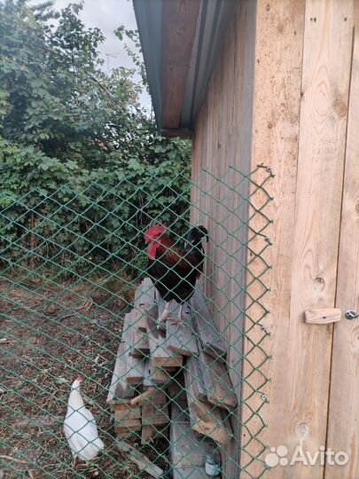 Молодой петух породы маран