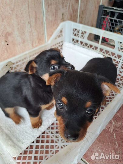 Собаки щенки