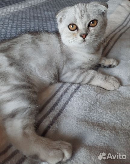 Шотландская вислоухая кошка