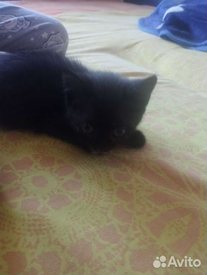 Кошка в дар