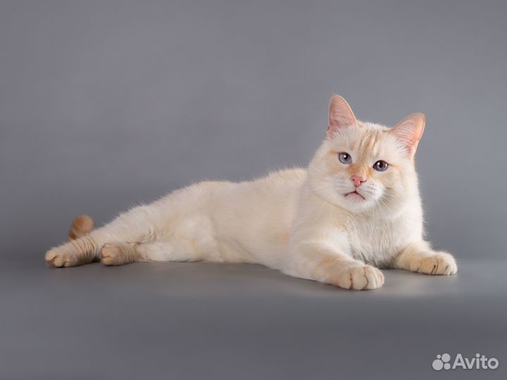 Восхитительный кот Силантий (тайский, ред пойнт)