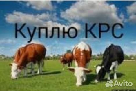 Скупаем крс