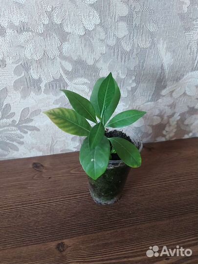 Гардения жасминовидная