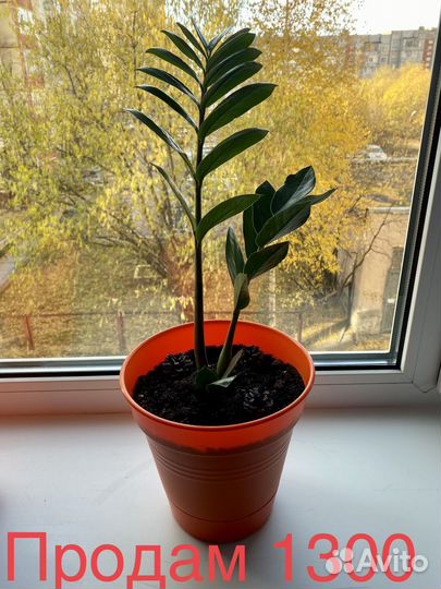 Замиокулькас