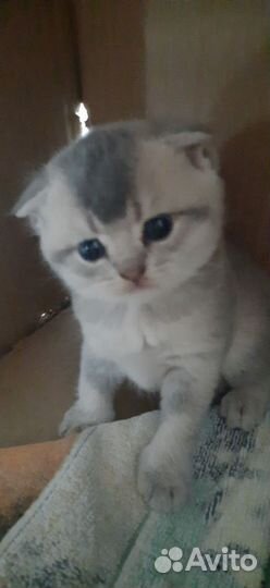 Котята золотая шиншилла