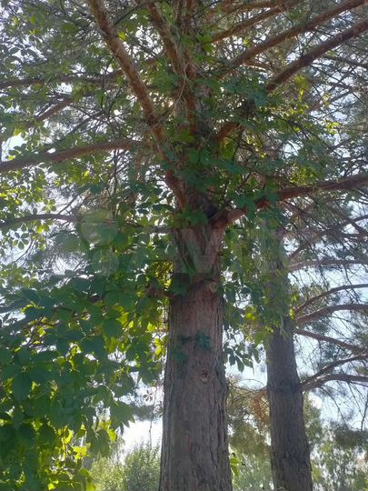 Участок 8 сот. (СНТ, ДНП)