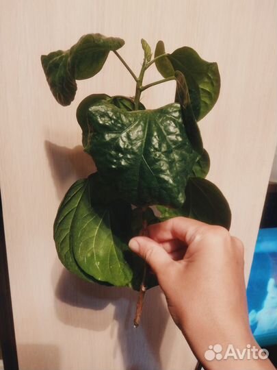 Сортовые гибискусы