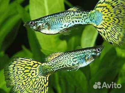 Гуппи,анцитрусы,анубиас