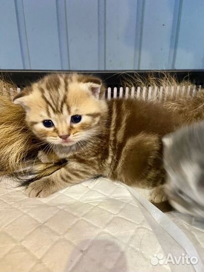 Шотландские котята