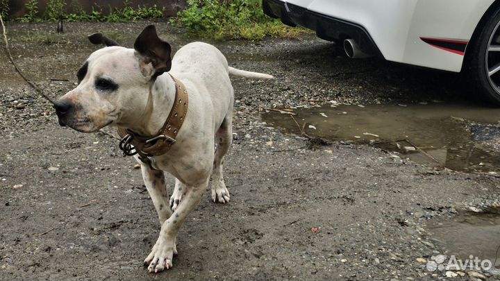 Щенок питбультерьера