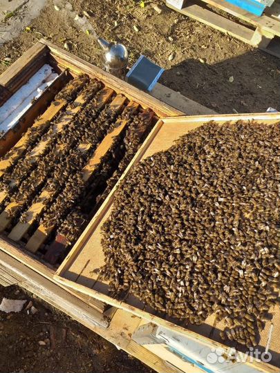 Пчелы/пчелопакеты/пчелосемьи
