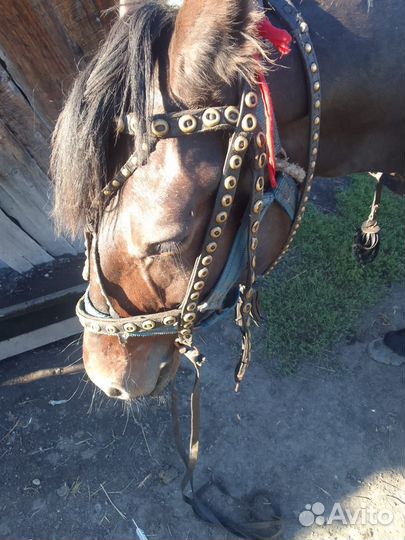Продам сбрую