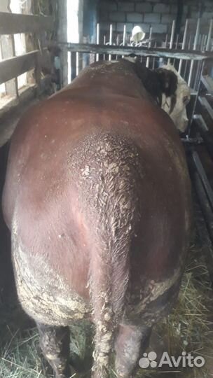 Быки 1,3-1,4 года