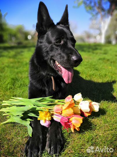 Вязка кобель В.Е.О