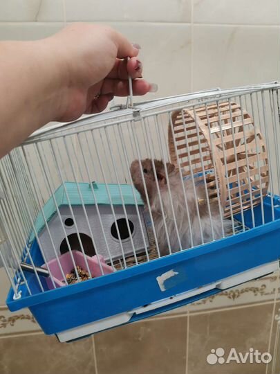 Сирийский хомяк