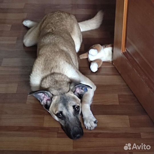Собака в добрые руки